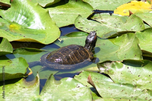 Obraz na płótnie baby turtle swimming in a pool of clean water among vegetation w salonie