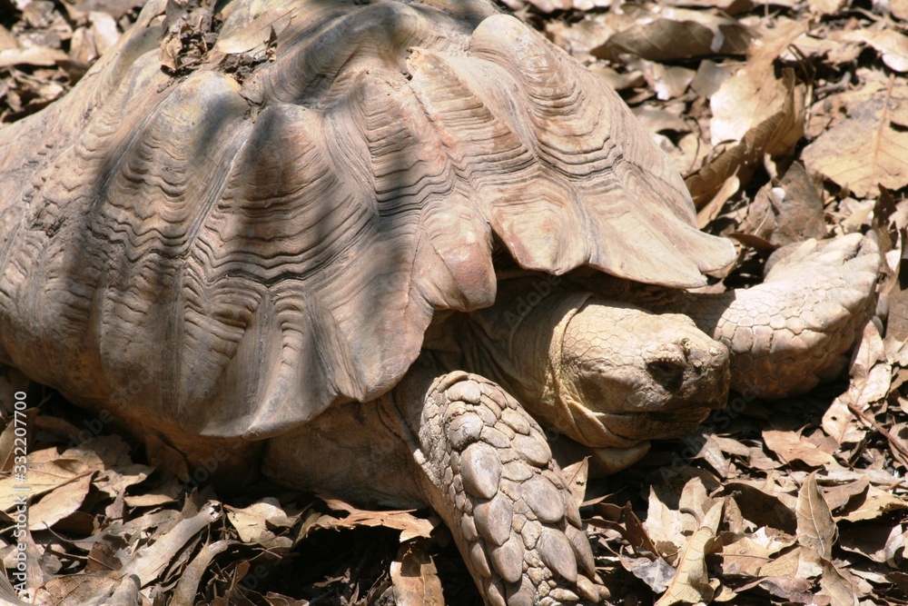 Big brown tortoise walking on dead leaves and ground showing its shell