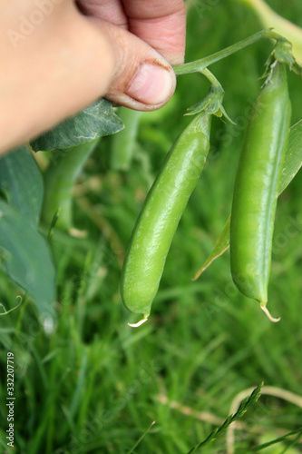 Obraz na płótnie Pods of the green peas in the hand in the garden. w salonie