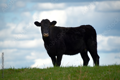 A black angus cow on the top of a hill with a blurred sky in the background.
