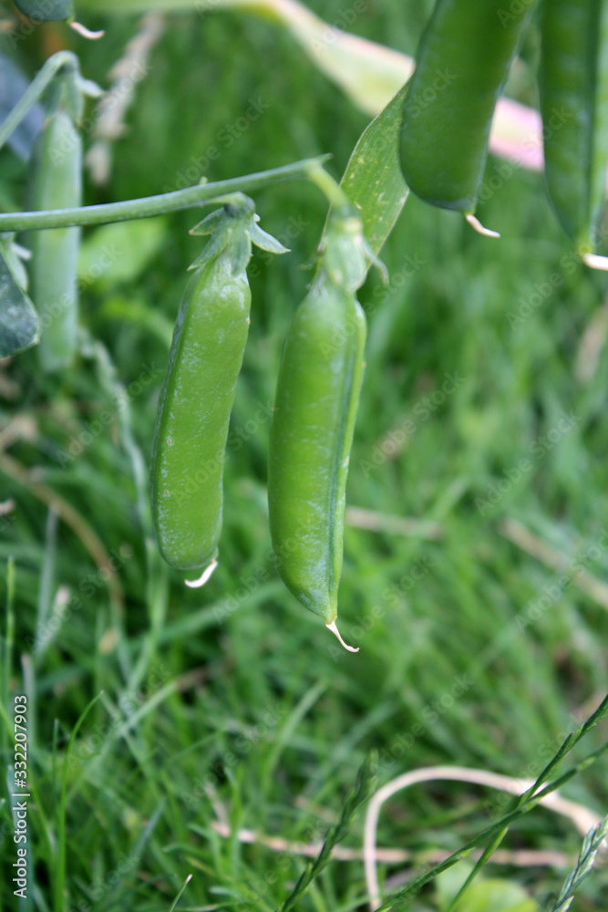 Growing and blooming green peas in the garden.