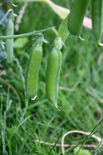 Obraz na płótnie Growing and blooming green peas in the garden. w salonie