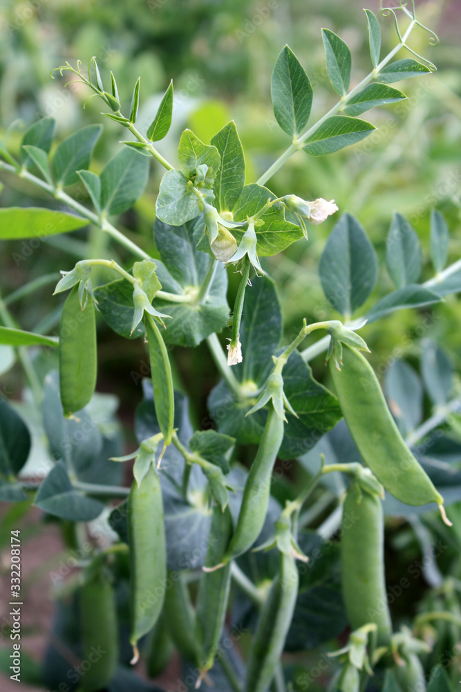 Growing and blooming green peas in the garden.