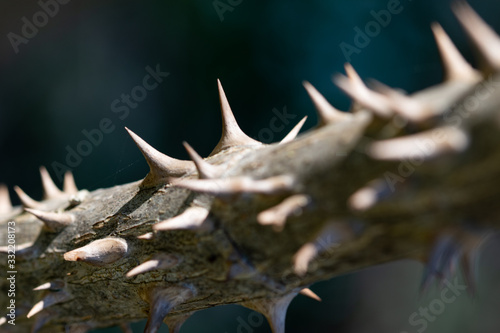 Sharp spines on young stem of  Angelica tree also known as devils walking stick. Thorns texture  macro with selective focus  partially blurred.