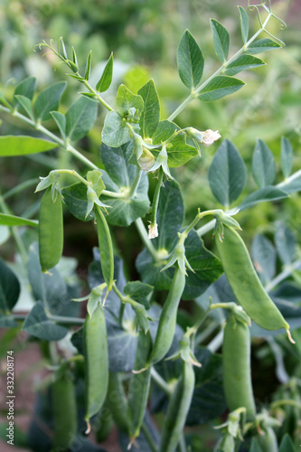 Obraz na płótnie Growing and blooming green peas in the garden. w salonie