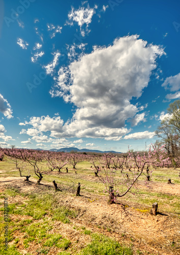 A dramatic sky with mountains and a peach orchard in bloom.