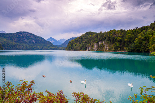 Swans and ducks in the alpsee in bavaria germany photo