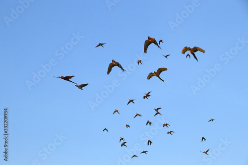 Macaw parrots and small parrots fly in large groups.