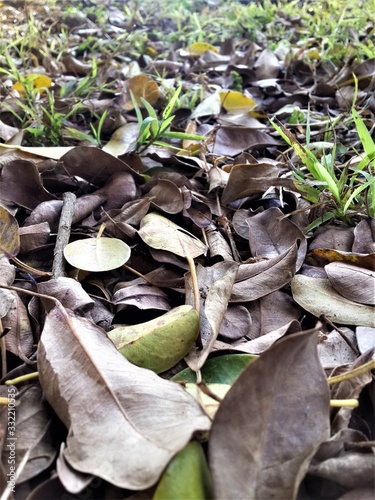 Forest Floor Dead Leaves Grass