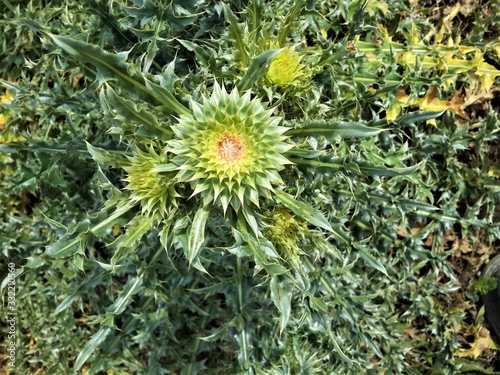 Beatiful Wild Thistle Flowers South Africa