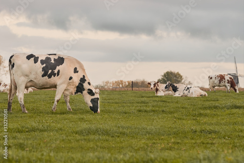 Black white milk cows in the pasture grazing with mind mill in the background Flanders © erwin