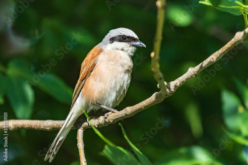 Red-backed shrike. A little songbird sits on a branch against a background of bright green foliage. Natural habitat. Wildlife. Ukraine.