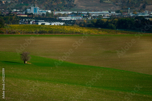 A lonely tree growing in the fields with a view in the background to the industrial part of a large city
