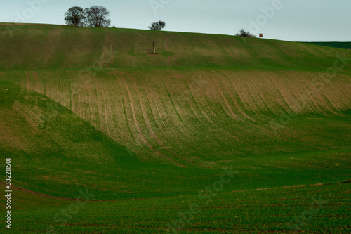 A lonely tree standing in the middle of beautifully undulating Moravian fields