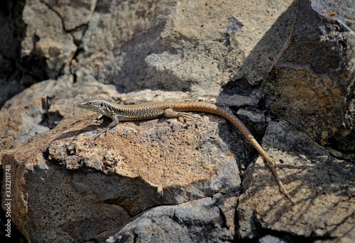 Madeiran wall lizard (Teira dugesii) is a species of lizard in the family Lacertidae. The species is endemic to Madeira Islands, Portugal.