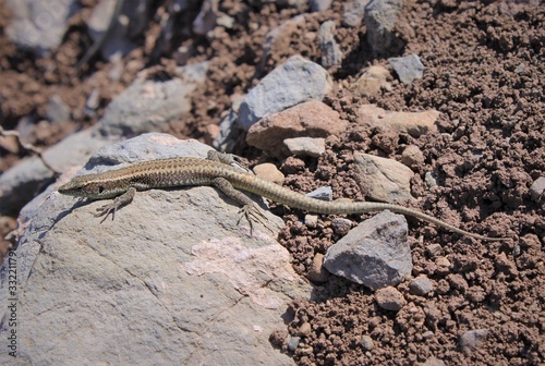 Madeiran wall lizard  Teira dugesii  is a species of lizard in the family Lacertidae. The species is endemic to Madeira Islands  Portugal.