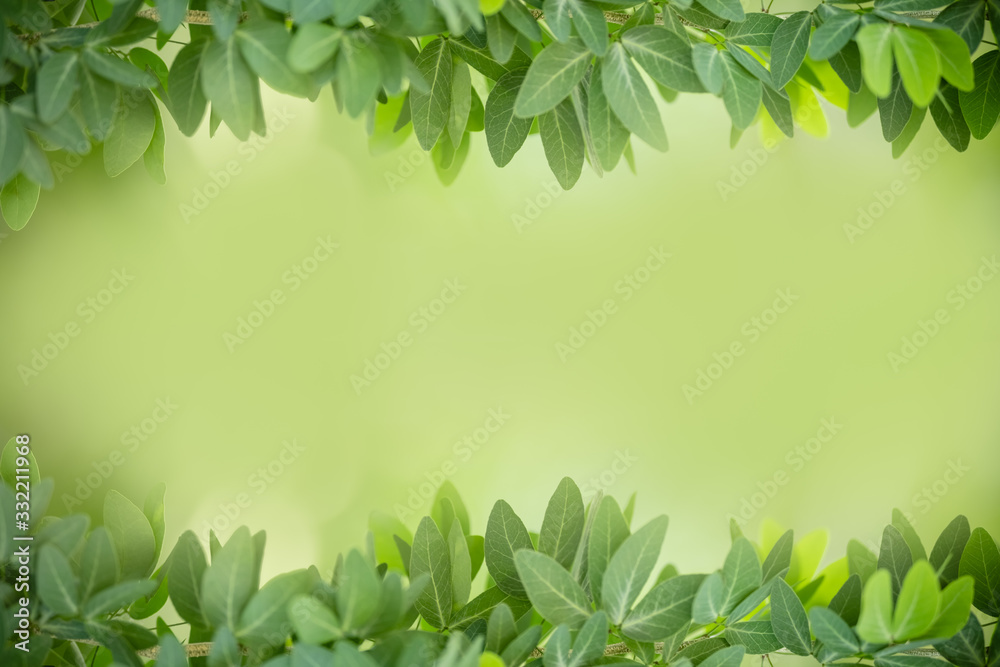 Close up of beautiful nature view green leaf on blurred greenery background under sunlight with bokeh and copy space using as background natural plants landscape, ecology wallpaper for text concept. Close up of beautiful nature view green leaf on blurred greenery background under sunlight with bokeh and copy space using as background natural plants landscape, ecology wallpaper for text concept.