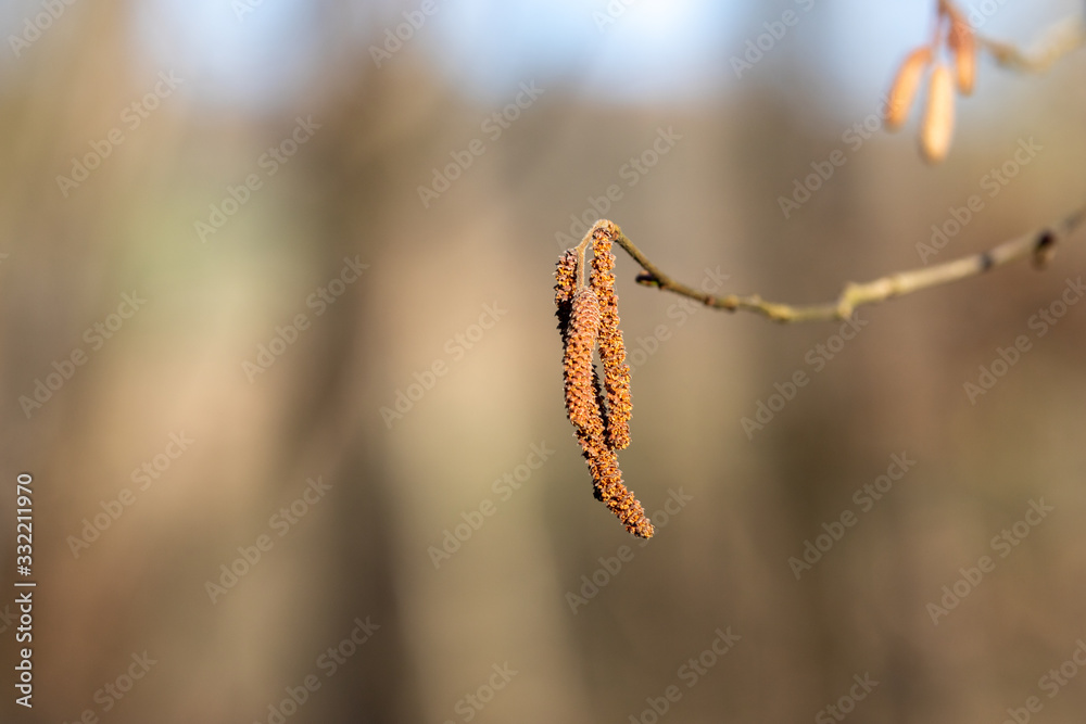 Blooming hazelnut catkins hanging at the branch of a hazelnut plant with a bokeh background in the  garden 