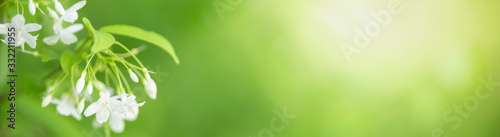 Close up of nature view white flower on blurred greenery background under sunlight with bokeh and copy space using as background natural plants landscape, ecology cover concept.
