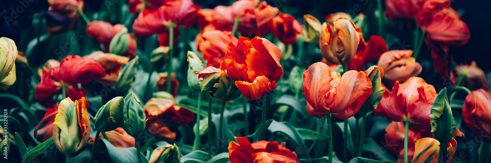 Fototapeta Ogród kwitnących czerwonych tulipanów