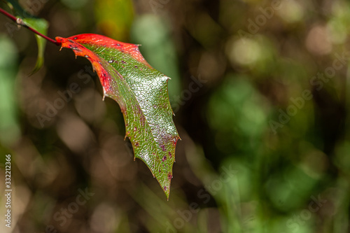 Mahonia aquifolium Blatt einer Mahonie vor unscharfem Hintergrund photo