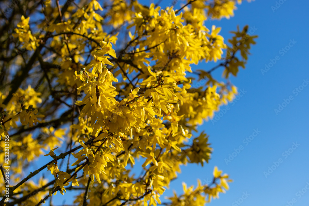 Several open yellow blossoms of blooming forsythia plant in the garden in spring Several open yellow blossoms of blooming forsythia plant in the garden in spring