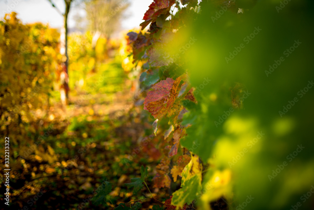 Beautiful vine bushes lit by the autumn sun Beautiful vine bushes lit by the autumn sun