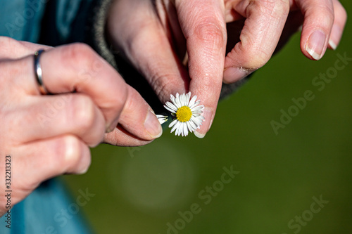 Woman pick up the white petals of a white blooming daisy plant as a symbol of love in the sun