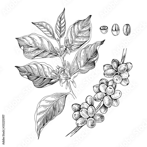 Hand drawn illustration of Coffee branches with seeds, fruits and flowers. Sketched coffee plant