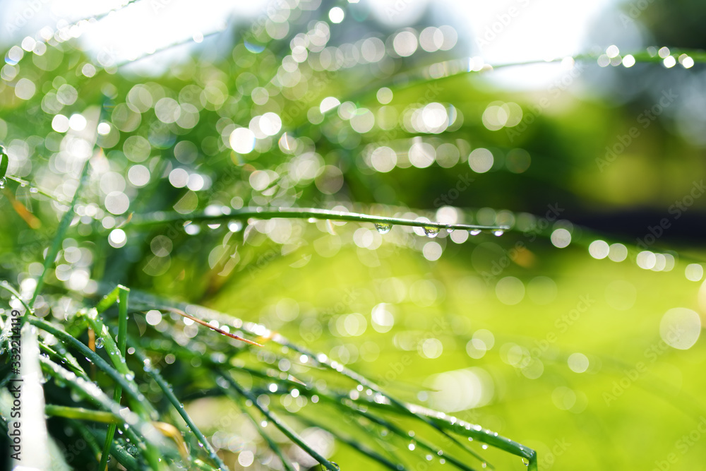 Chives growing in the garden with water drops after rain at sunny summer day. Chives growing in the garden with water drops after rain at sunny summer day.