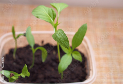 Pepper seedlings grow in a transparent plastic container.