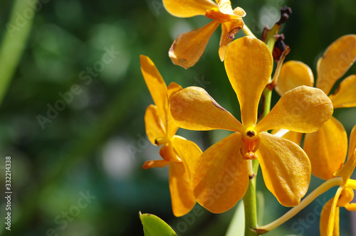 Photography Jardin des Orchidées, Le Jardin botanique de Perdana, Tun Abdul Razak Heritage P