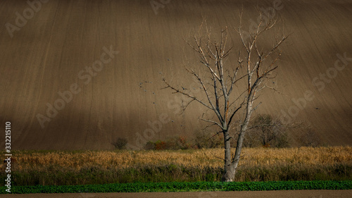 A lonely tree standing in the middle of Moravian fields where birds pass by photo