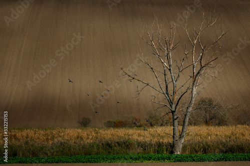 A lonely tree standing in the middle of Moravian fields where birds pass by photo