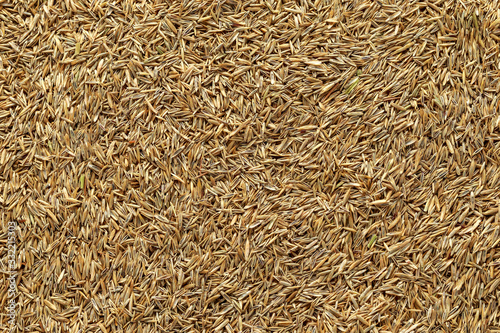 High quality lawn grass seeds as background photo