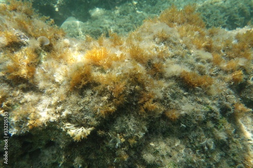  Underwater photos from Albania