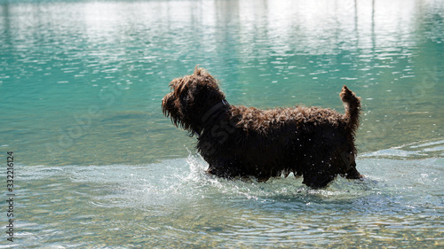 dog in a mountain lake with turquoise water on a sunny day photo