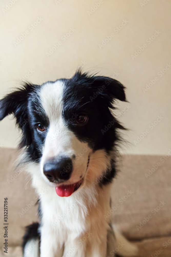 Funny portrait of cute smilling puppy dog border collie on couch. New lovely member of family little dog at home gazing and waiting for reward. Pet care and animals concept.