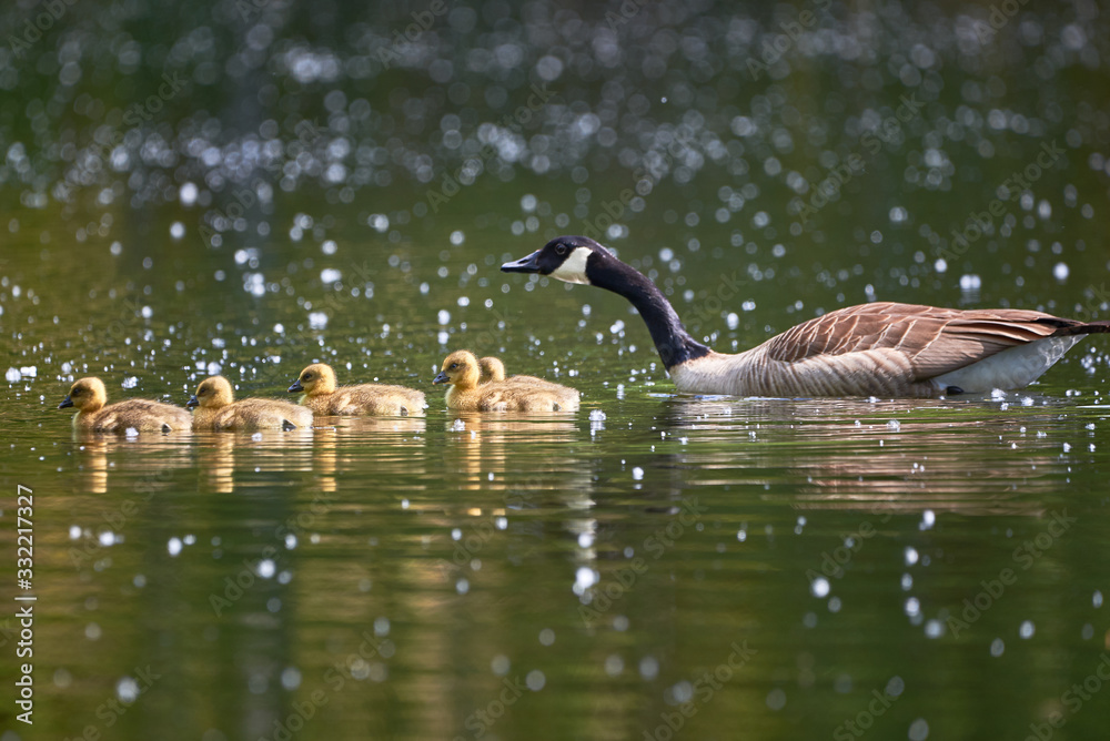 Canada Goose with Chicks ( Branta Canadensis ) in Lake, Teverener Heide Natural Park, Germany Canada Goose with Chicks ( Branta Canadensis ) in Lake, Teverener Heide Natural Park, Germany