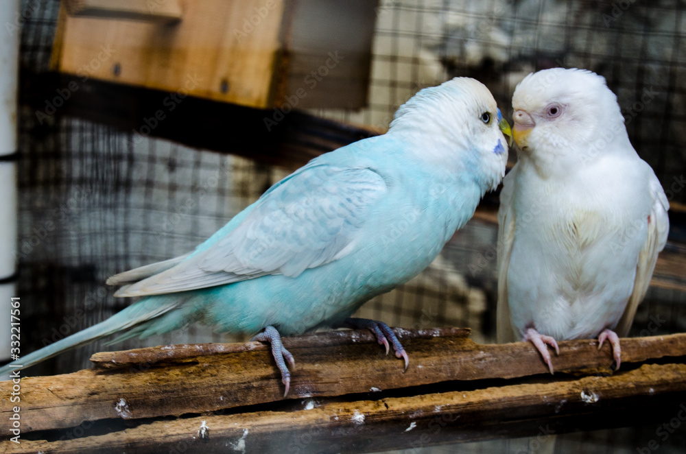 pair of blue and white australian parakeets affectionate