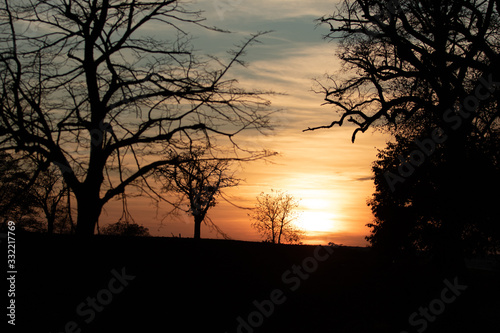 The sun between the branches of a tree . black silhouette of a tree on a sunset background.