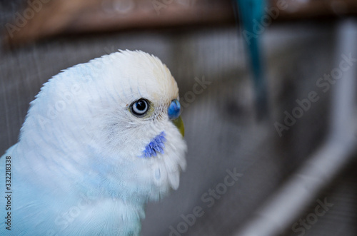 blue autralian parakeet eye seen up close