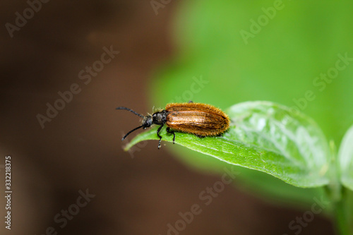 eine Nahaufnahme von einem Käfer auf einer Pflanze