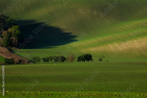 Beautiful green tsunami in the Moravian fields