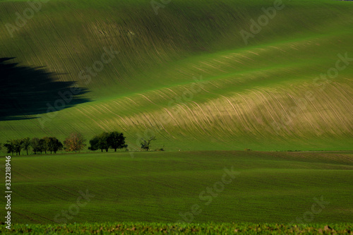 Beautiful green tsunami in the Moravian fields