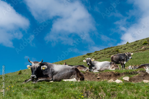 Gruppe von Grauvieh Kühen mit Kuhglocke und Hörnern liegen gemütlich im Gras auf einer Almwiese photo