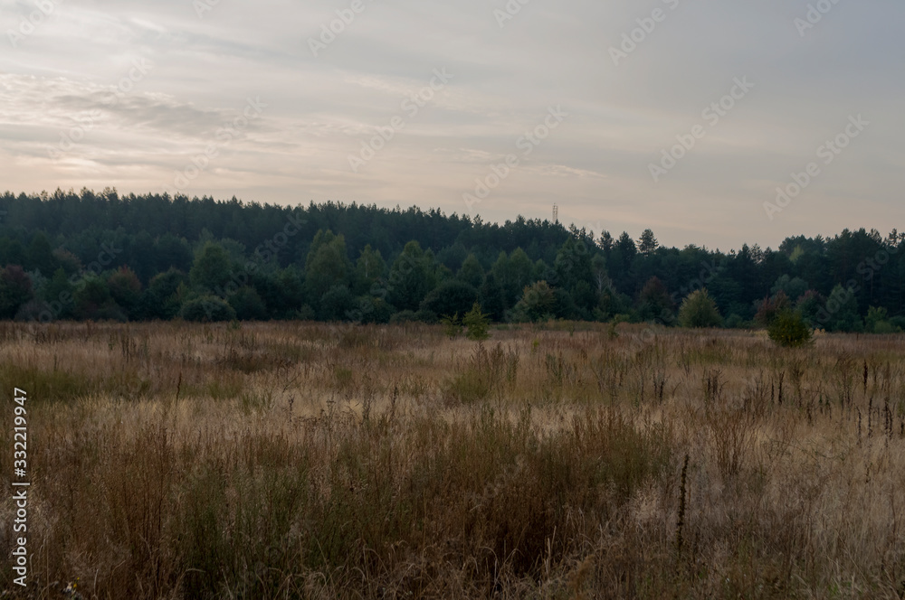 Meadow in the early autumn. Dry plants around. Green trees far away. Morning
