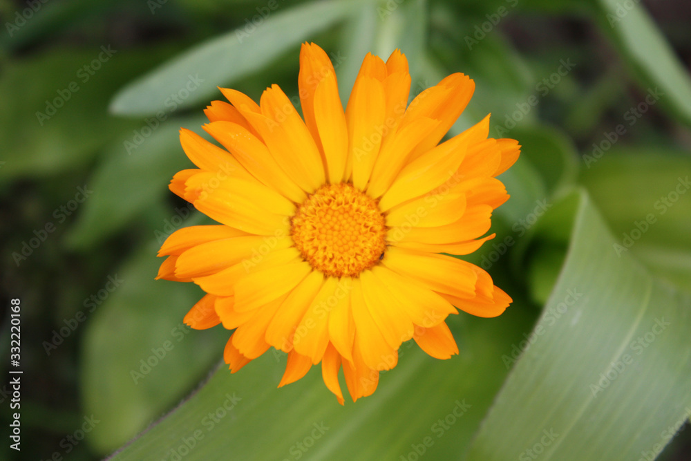 Calendula officinalis blooming in the garden.