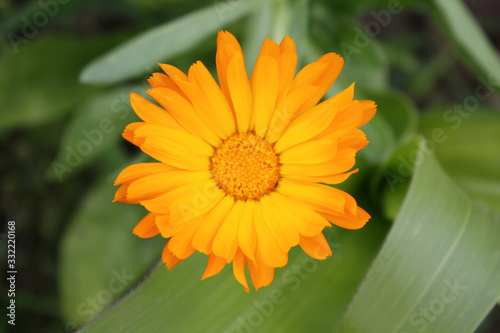 Obraz na płótnie Calendula officinalis blooming in the garden. w salonie