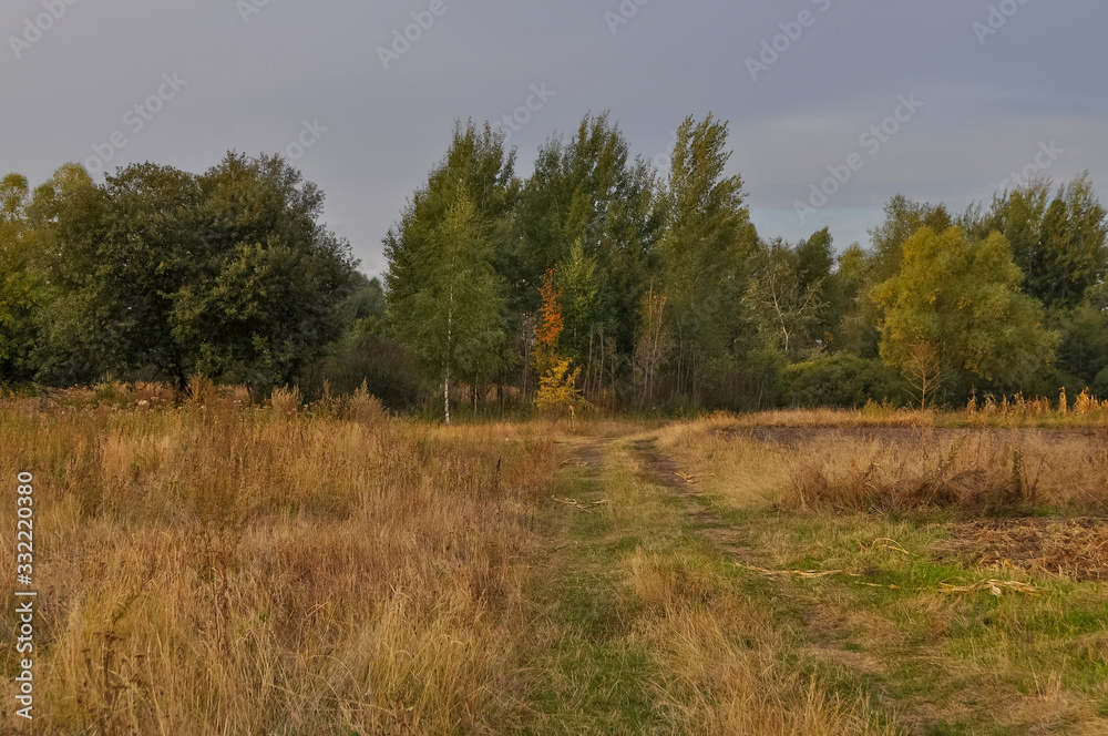 Meadow in the early autumn. Dry plants around. Green trees far away. Morning